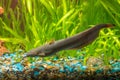 Adult Stinging catfish Royalty Free Stock Photo