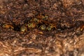 Adult stingless bee Royalty Free Stock Photo