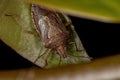 Adult Stink Bug Royalty Free Stock Photo