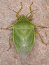 Adult Stink Bug Royalty Free Stock Photo