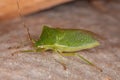 Adult Stink Bug Royalty Free Stock Photo