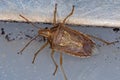 Adult Stink Bug Royalty Free Stock Photo