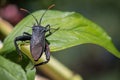 Adult Stink Bug of the Genus Oebalus Royalty Free Stock Photo