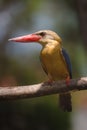 Adult stork billed kingfisher