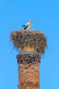 Adult stork in nest on chimney