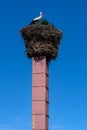 Adult stork in the nest Royalty Free Stock Photo