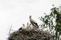 An adult stork sleeps in a nest on a tree Royalty Free Stock Photo
