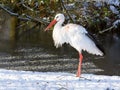 Adult stork standing in the snow