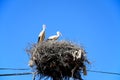 Adult storks in a nest, Portugal. Royalty Free Stock Photo