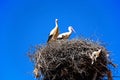 Adult storks in a nest, Portugal. Royalty Free Stock Photo