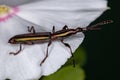 Adult Straight-snouted Weevil