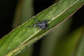 Adult Straight-snouted Weevil