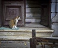 Adult stray cat sitting on a dirty carpet at a building entrance with wooden open door and stone stairs