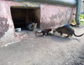An adult stray cat with small kittens