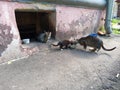 An adult stray cat with small kittens