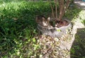 An adult stray cat with small kittens