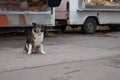 Adult stray dog on the street near butcher shops