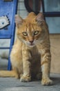 Adult stray orange tabby cat with golden eyes, looking curious at the camera