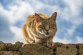 Adult stray orange tabby cat with golden eyes starring at the camera, meowing for some love and affection on a stone wall in Malta Royalty Free Stock Photo