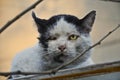 Adult stray tomcat with old wounds from territory fights Royalty Free Stock Photo