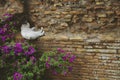 Adult stray white cat taking a nap on a brick wall near some pink flowers in Rome, Italy Royalty Free Stock Photo