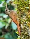 Adult Streak Headed Woodcreeper