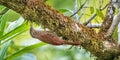 Adult Streak Headed Woodcreeper