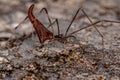 Adult Stretched Thief Spider Royalty Free Stock Photo