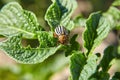 Adult striped Colorado beetle eating young green potato leaves, pest