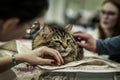 Adult striped homeless alone cat with sad look, lying on cage in shelter waiting for home. Girl volunteer calming of cat Royalty Free Stock Photo