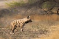 Adult Striped Hyena