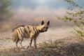 Adult Striped Hyena Royalty Free Stock Photo