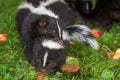 Adult Striped Skunk Mephitis mephitis Grabs Kit By Scruff of Neck Summer