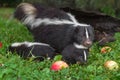 Adult Striped Skunk Mephitis mephitis Looks Out Head on Top of Kits Summer