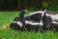 Adult Striped Skunk Mephitis mephitis and Three Kits Move Left to Examine Apple Summer