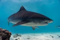 An adult striped tigershark in clear blue waters Royalty Free Stock Photo