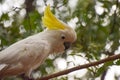 Adult sulphur crested Cockatoo portrait