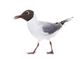 Adult summer plumage, black-headed gull, Chroicocephalus ridibundus, isolated on white