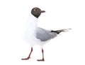 Adult summer plumage, black-headed gull, Chroicocephalus ridibundus, isolated on white