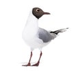 Adult summer plumage, black-headed gull, Chroicocephalus ridibundus, isolated on white