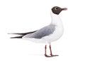 Adult summer plumage, black-headed gull, Chroicocephalus ridibundus, isolated on white