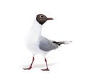 Adult summer plumage, black-headed gull, Chroicocephalus ridibundus