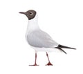 Adult summer plumage, black-headed gull, Chroicocephalus ridibundus Royalty Free Stock Photo