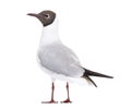 Adult summer plumage, black-headed gull, Chroicocephalus ridibundus