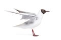 Adult summer plumage, black-headed gull, flapping wings, Chroicocephalus ridibundus