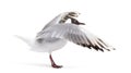Adult summer plumage, black-headed gull, flapping wings, Chroicocephalus ridibundus