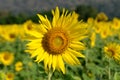 Adult sunflower in full bloom in field Royalty Free Stock Photo