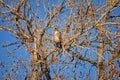 Adult Swainson`s hawk Buteo swainsoni large Buteo hawk of the Falconiformes. Colloquially known as the grasshopper hawk or locus