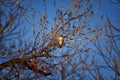 Adult Swainson`s hawk Buteo swainsoni large Buteo hawk of the Falconiformes. Colloquially known as the grasshopper hawk or locus