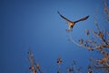 Adult Swainson`s hawk Buteo swainsoni large Buteo hawk of the Falconiformes. Colloquially known as the grasshopper hawk or locus